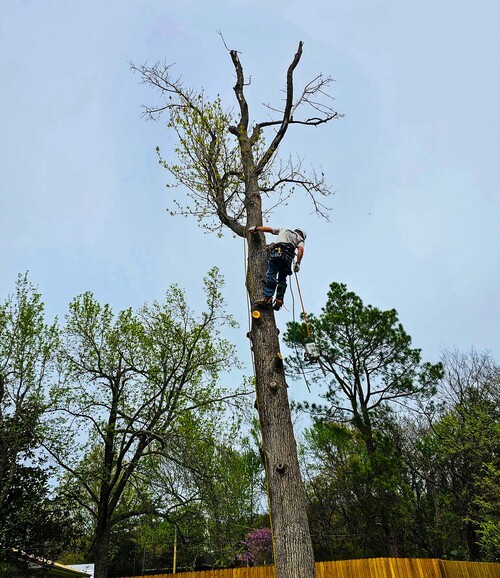 Man trimming a tree