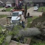 Spot a Dangerous Tree Before It Falls