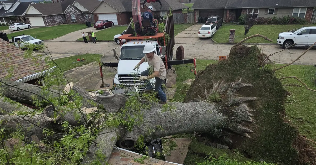 Spot a Dangerous Tree Before It Falls