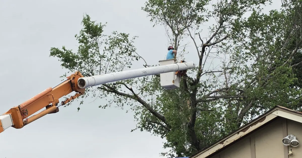 Tree Trimming and Tree Pruning in Eastern Oklahoma
