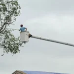 Trim Your Trees Regularly