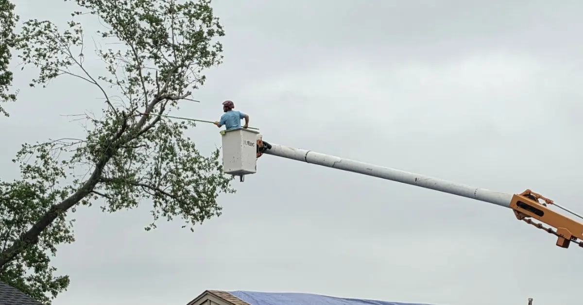 Trim Your Trees Regularly