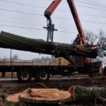 Tree Removal Cost in Checotah, OK