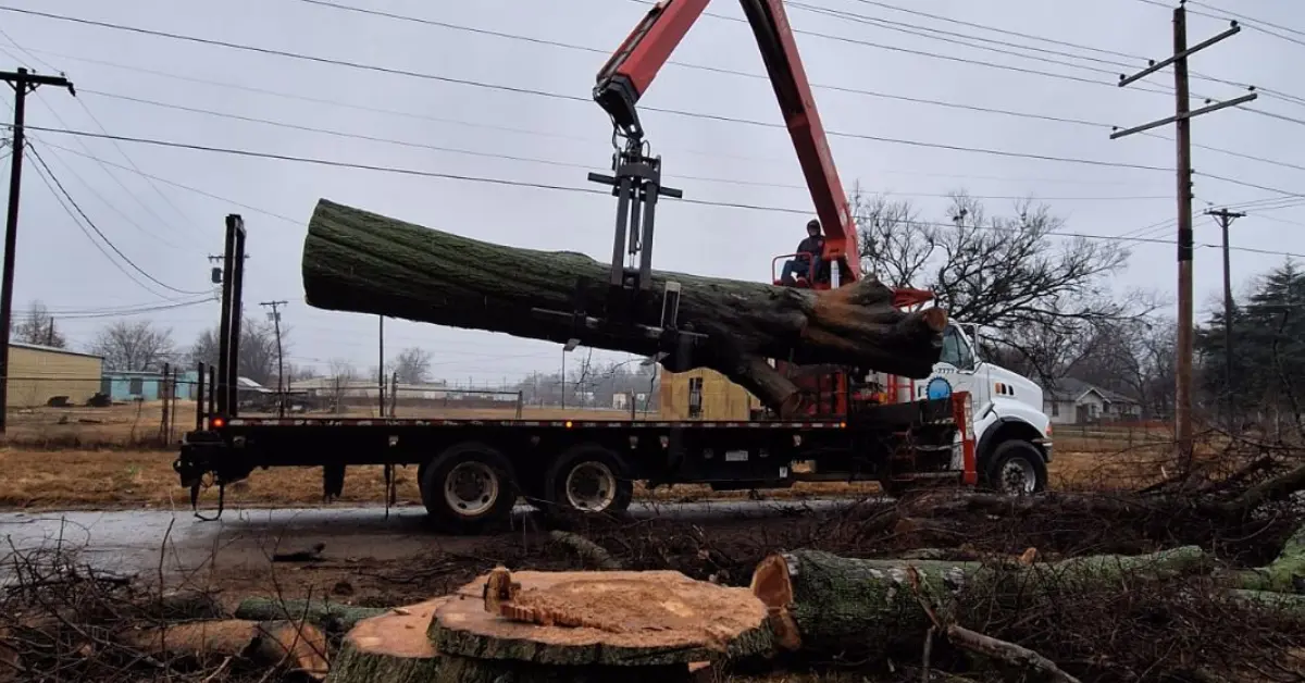 Tree Removal Cost in Checotah, OK