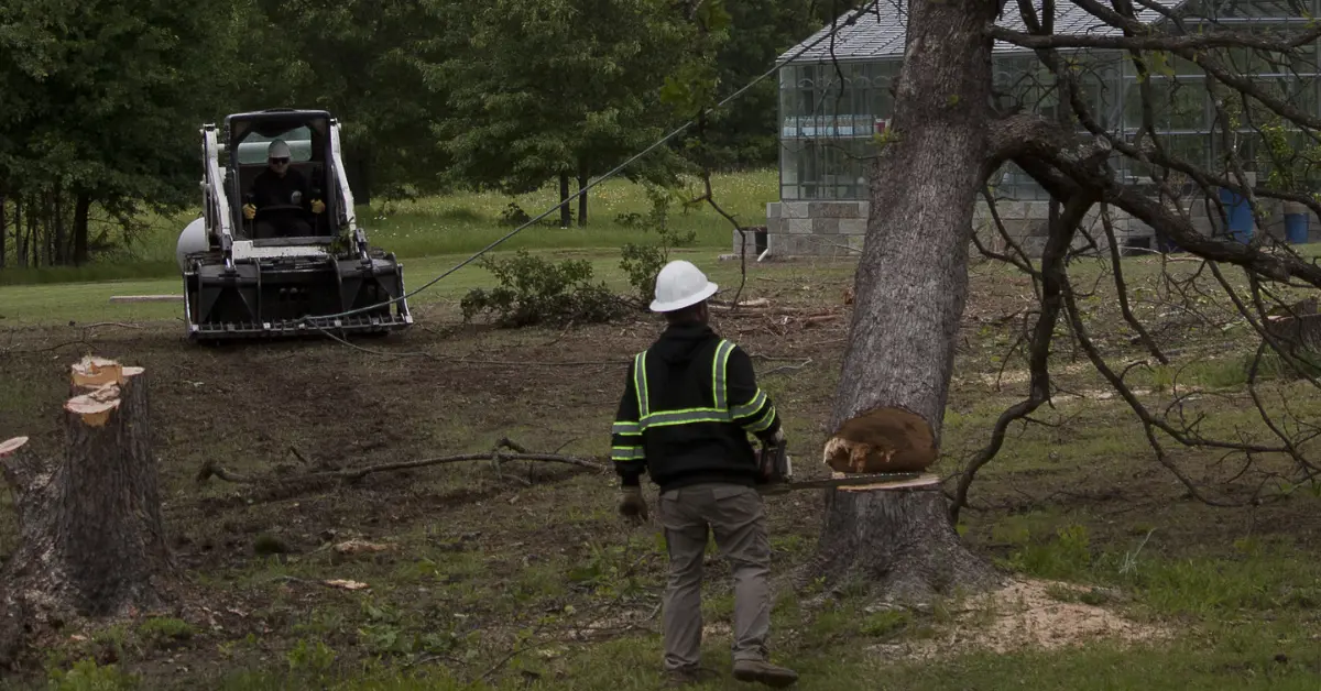 Tree Removal in Eastern Oklahoma