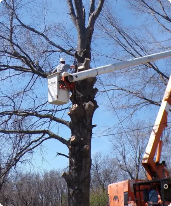 Commercial Tree Service