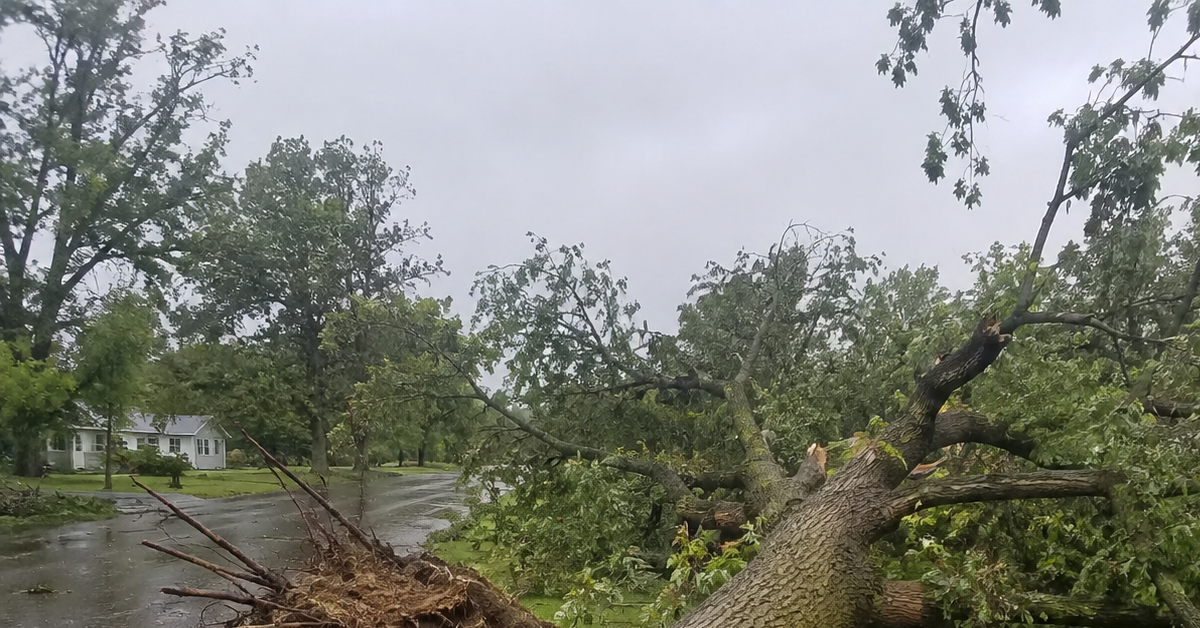 Uprooted tree after a storm in Eastern Oklahoma