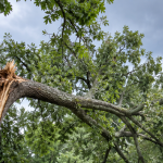 storm-damaged oak tree leaning toward a home in Eastern Oklahoma