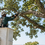 oak canopy being pruned by a Checotah Tree Service arborist