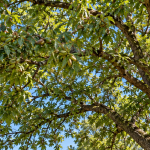 Mature pecan tree growing beside a residential property near Lake Eufaula, Oklahoma