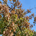 Oak tree showing wilted, browning leaves and crown dieback, possible signs of oak wilt Oak tree with wilted, browning leaves and crown dieback, showing possible signs of oak wilt.