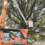 Crane-assisted removal of a large tree beside a Muskogee home